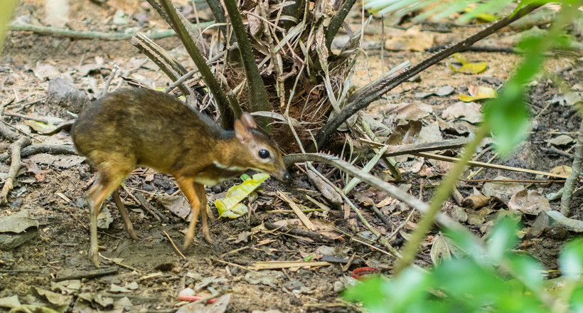  Відео: У заповіднику Сішуанбаньна помітили канчили, крихітних оленів-мишей