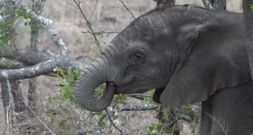 Відео: Мама вчить слоненяти добувати їжу