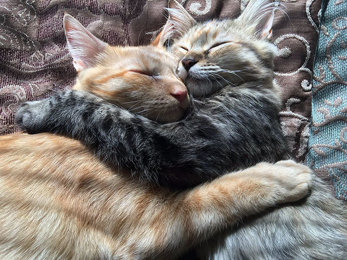 Зворушливі фотографії двох кішок, які шалено люблять один одного
