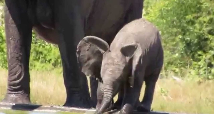 Відео: Слоненя ніяк не розбереться, як пити воду за допомогою хобота