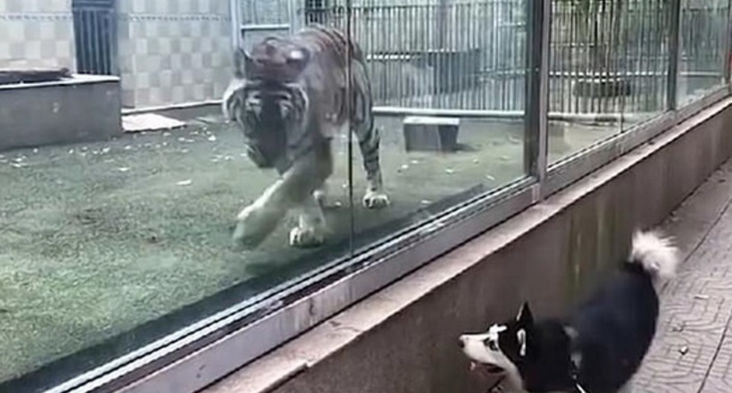 Відео: Тигр з собакою влаштували догонялки в зоопарку
