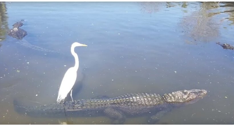 Відео: Смілива чапля вирішила прокотитися верхи на крокодилі
