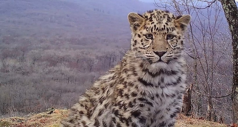 Відео: Чарівні рідкісні далекосхідні леопарди «позують» на камеру