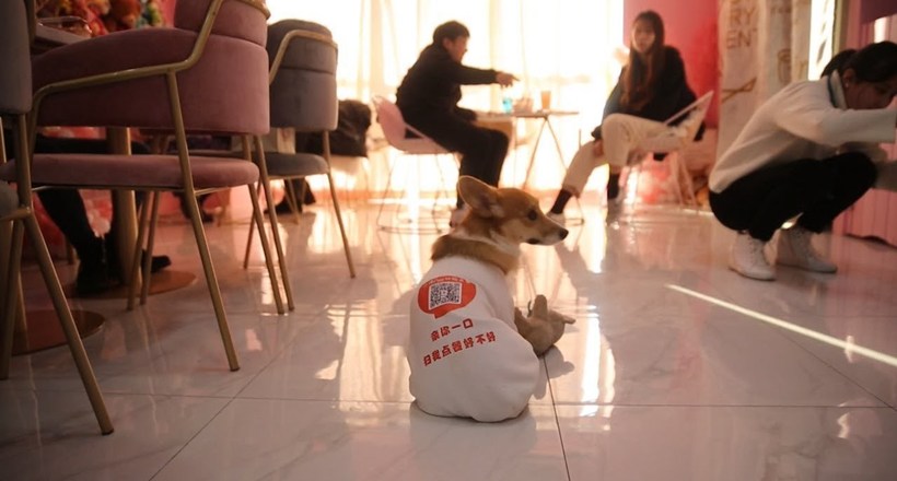 Відео: В Шанхаї відкрилося кафе з коргі, які працюють офіціантами