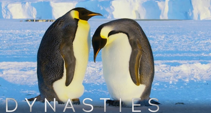 Рідкісне відео: Пінгвіни тренуються на сніжному кульці, як бути батьками