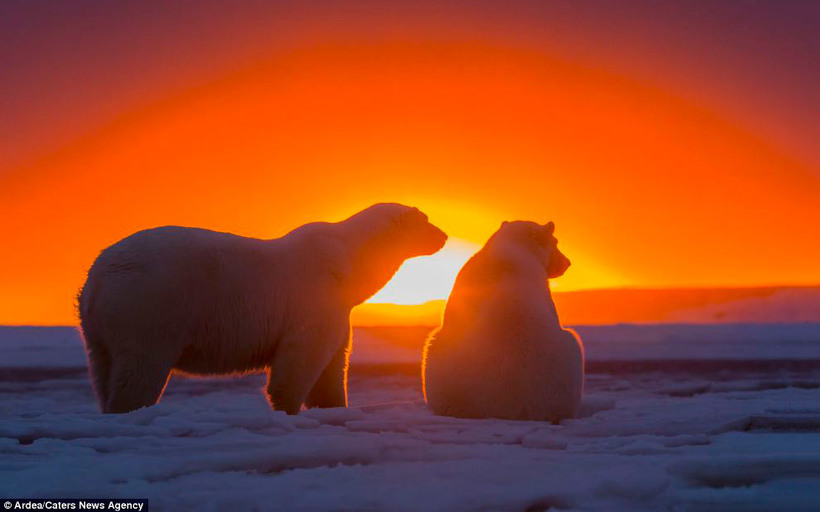 Білі ведмеді спостерігають за заходом на Алясці