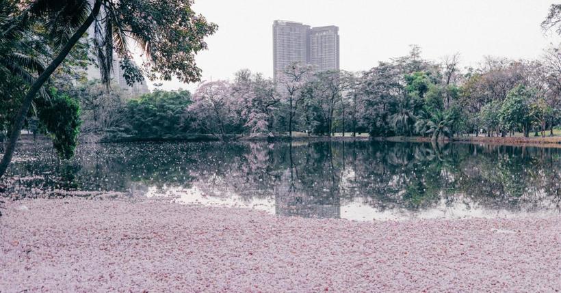 Бангкок в рожевому кольорі: в тайському парку зацвіли дерева приголомшливої краси