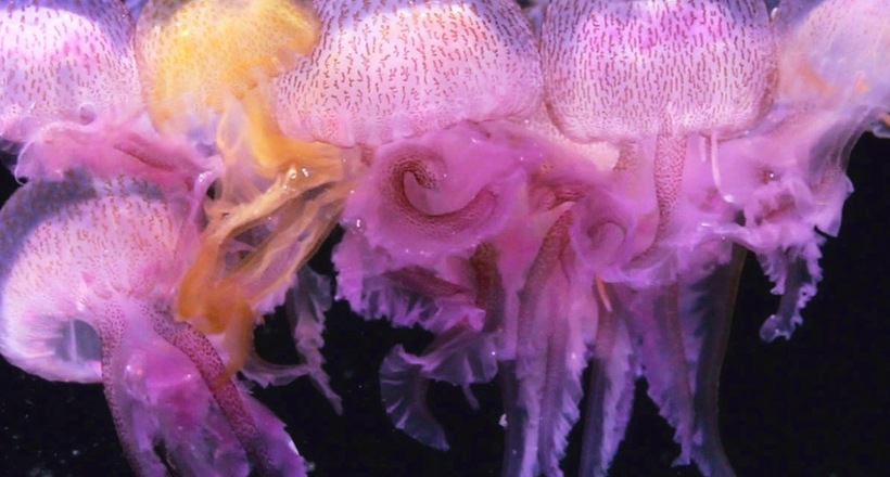 Чому атакують медузи АЕС Швеції та Японії