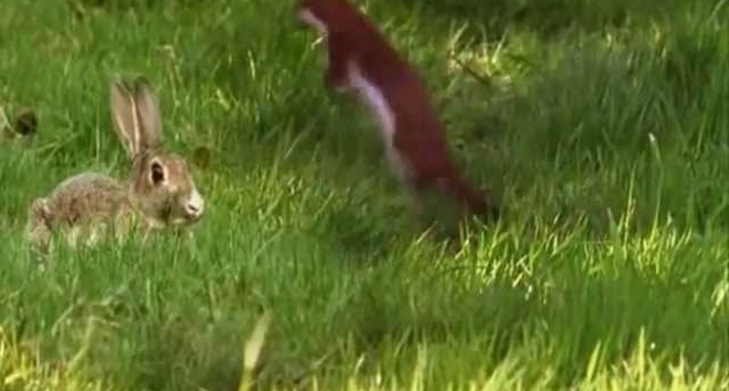 Відео: Горностай прикидається божевільним, щоб загіпнотизувати і схопити кролика