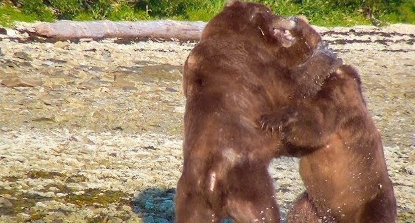Відео: Сутичка між ведмедями спровокувала дивну реакцію родича