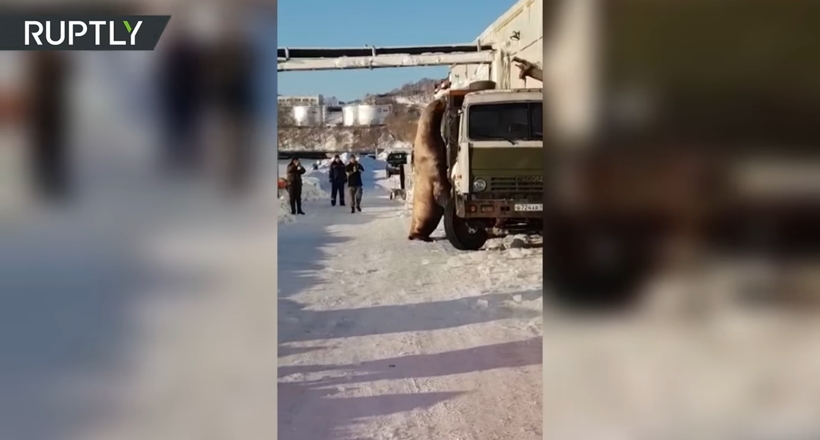 Відео: Голодний морський лев зростанням з КамАЗ вийшов до людей, щоб набрати у них риби