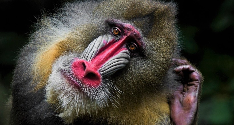 7 найбільш непересічних приматів на Землі