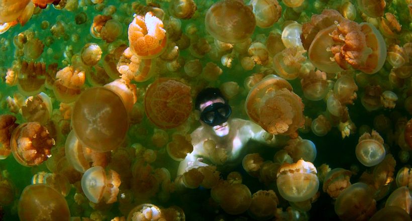 Озеро Медуз: тільки тут можна плавати серед 2 мільйони медуз і не боятися