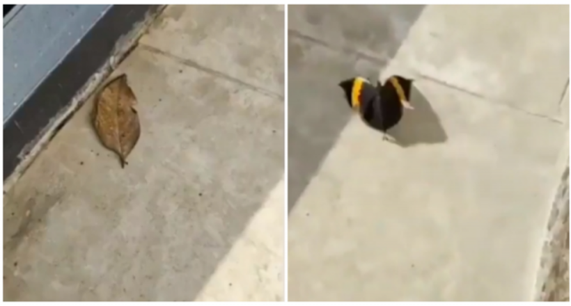 Відео: Звичайний листочок раптом перетворився на прекрасну метелика 