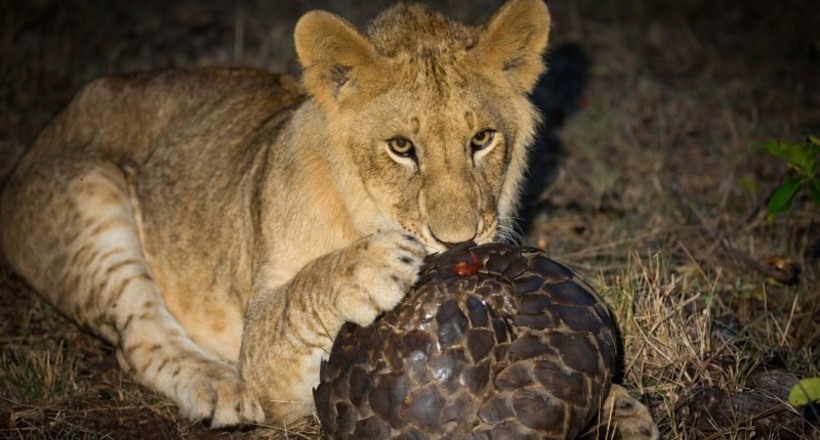 Відео: Молодий, недосвідчений лев намагається з'їсти панголина