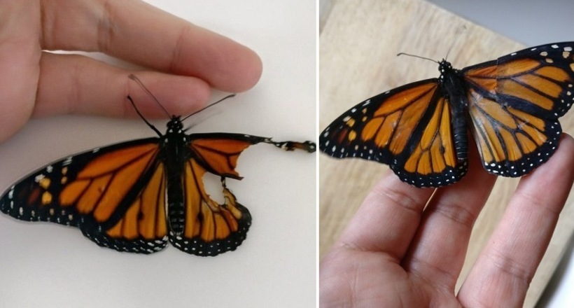 Дівчина-модельєр провела операцію з трансплантації крила живий метелику