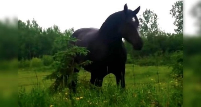 Відео: Кінь-меломан — почувши музику з машини, тварина не змогло спокійно стояти