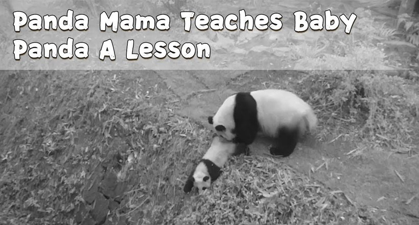 Відео: Суворе виховання по-пандовски — мама-панда скинула дитинчати в яр