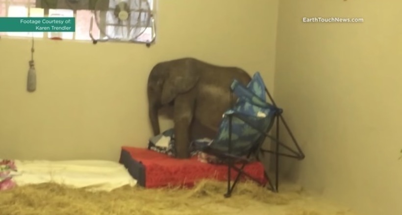 Відео: Слоненя відкинуло стадо, і він впав у депресію, поки не зустрів нового друга