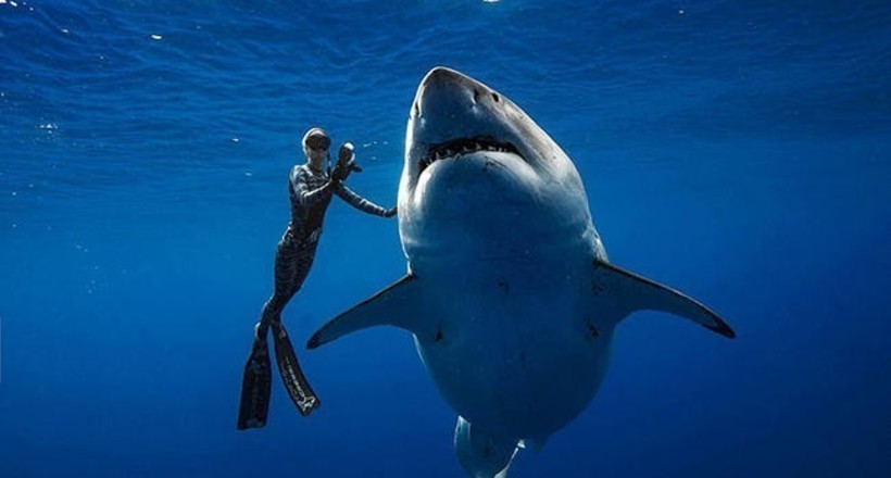 Відео: Біолог Оушен Рамзі вчинила заплив з гігантською 6-метрової білою акулою