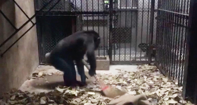 Відео: Мавпа сама підмітає підлогу і прибирается у своєму вольєрі 