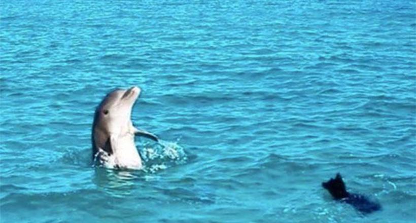 Відео: Собака плаває та грає разом з дельфіном 