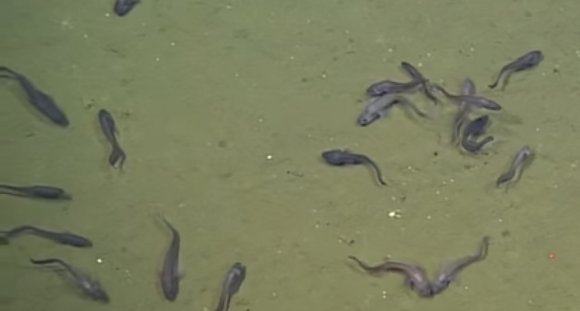Відео: Вчені виявили риб, яким не потрібен кисень