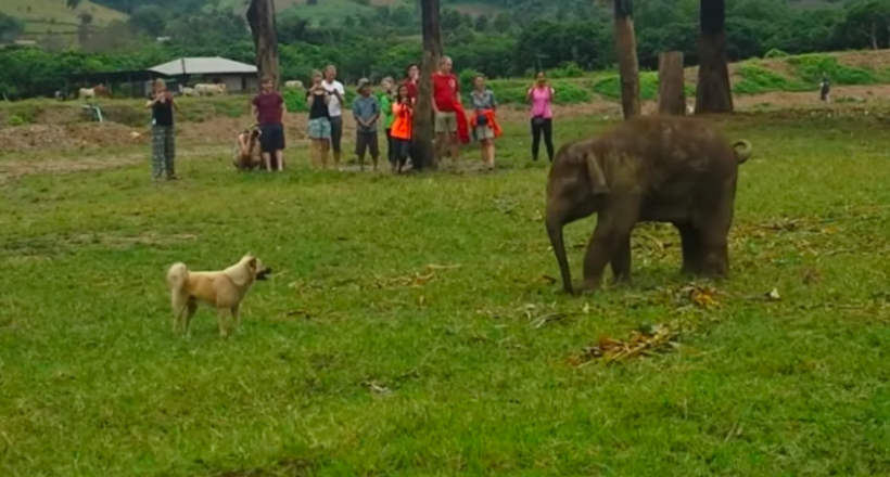 Відео: Слоненя сильно психує з-за того, що не може наздогнати собаку 