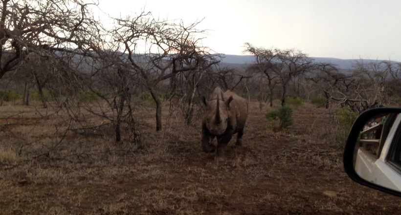 Відео: Галасливі туристи спровокували носорога напасти на машину 