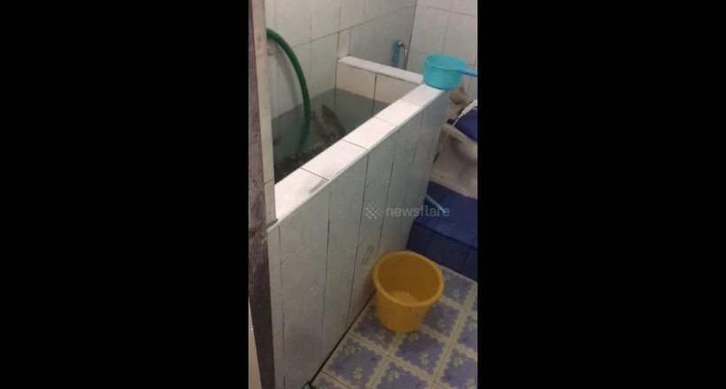 Відео: Чоловік виявив величезного варана, купається у ванні його