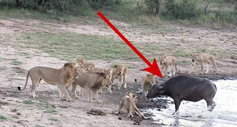 Відео: Буйвол придумав хитрий спосіб, щоб втекти від львів
