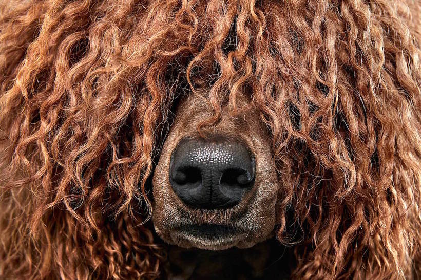 Собачі волосся: фотограф зробила круту колекцію листівок для своїх клієнтів