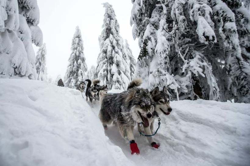 Багато снігу і милі собаки: як пройшла найскладніша гонка на собачих упряжках