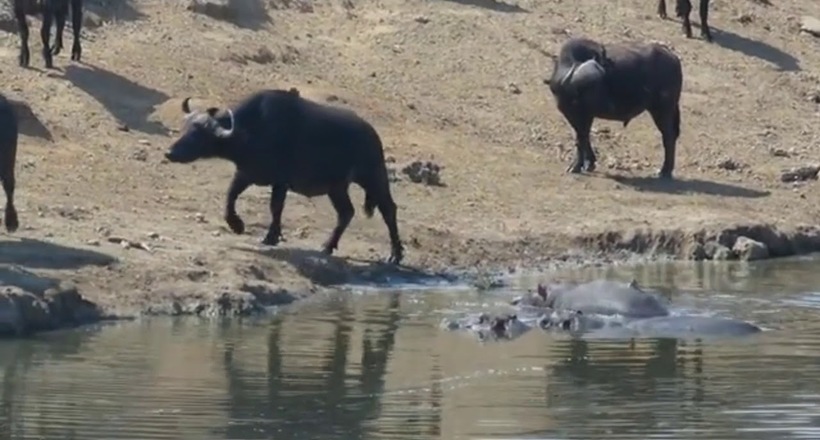 Відео: Бегемотик прогнав з водопою стадо буйволів