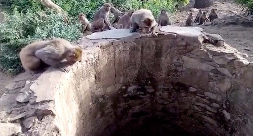 Відео: мавпи В Індії врятували леопарда, який впав у колодязь з водою 