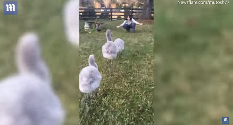 Відео: Малюки фламінго біжать зустрічати дівчину, немов свою маму 