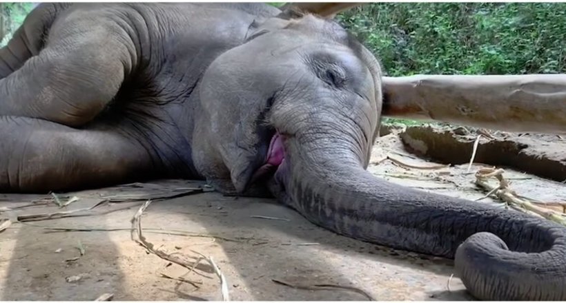 Відео: Слони теж хропуть — смішні звуки, які видає чарівний сплячий малюк