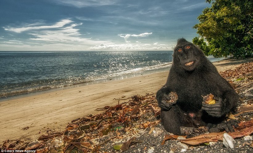 Позитивні чубаті мавпи з острова Сулавесі