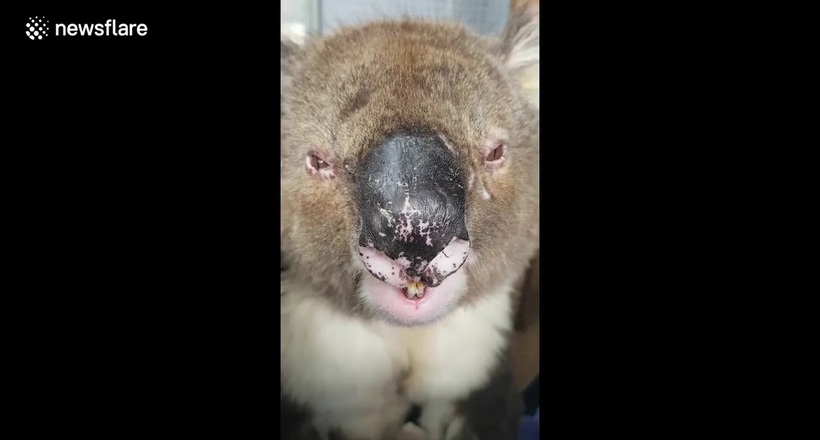 Відео: Миле звірятко або страшний демон — коала видає неймовірні звуки 