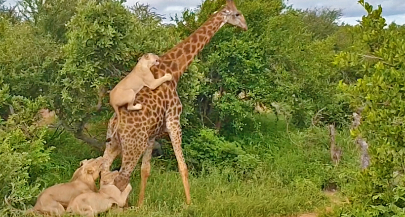 Відео: Голодні леви осідлали жирафа