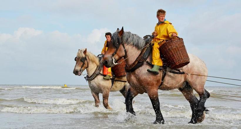 Як коні допомагають бельгійцям ловити креветок: промисел, якому понад 500 років