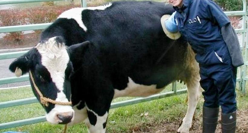 Навіщо коровам у Швейцарії роблять дірку в боці