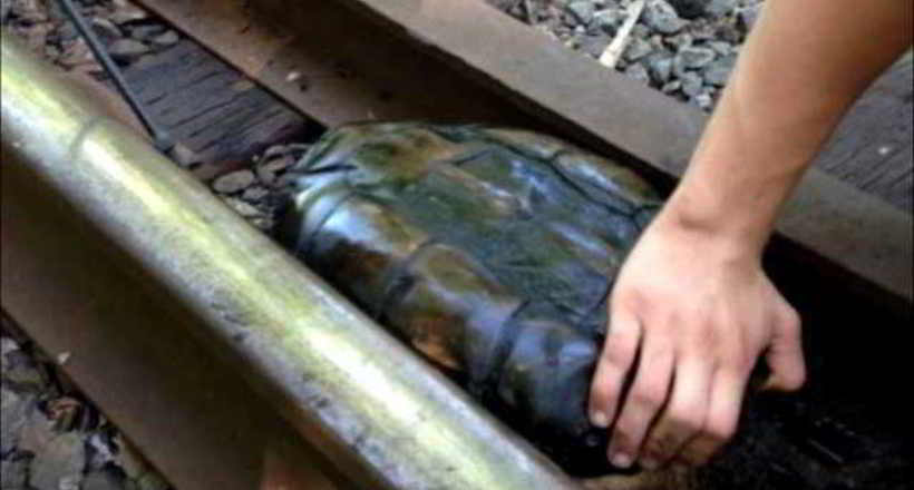 Відео: Діти побачили застрягла на шляхах черепаху і вирішили врятувати її до приходу поїзда