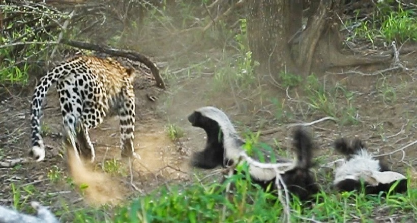Що чекає леопарда, який вирішив напасти на малюка самого запеклого звіра — медоеда