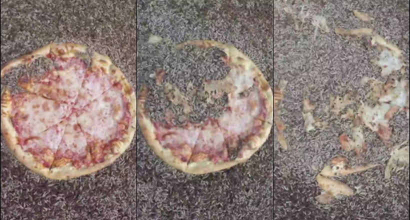 Відео: Скільки часу знадобиться полчищу личинок, щоб з'їсти піцу