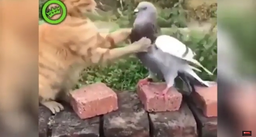 Відео: Неймовірна битва кота з голубом 