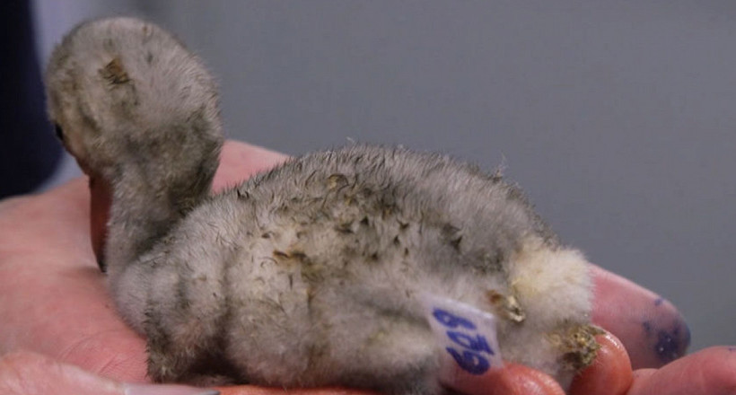 Відео: В ПАР врятували близько трьохсот пташенят фламінго