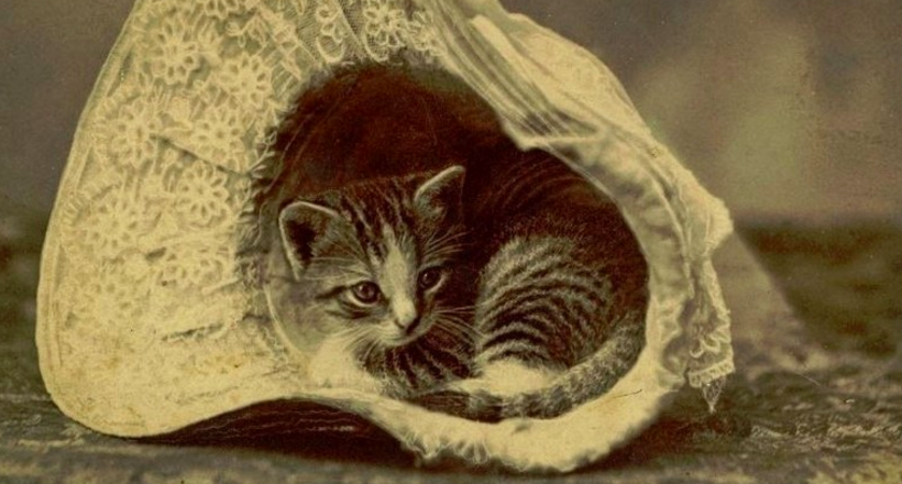 Вінтажні фотографії котиків, влюбляющих в себе з першого погляду