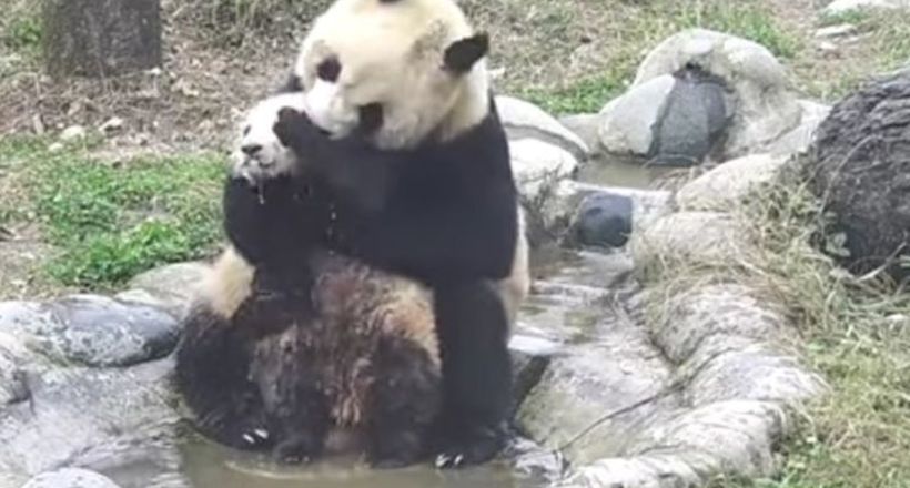 Відео: Мама-панда змушує неслухняного дитинча купатися