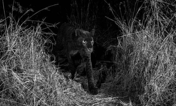 В Африці вперше за сто з гаком років сфотографували чорного леопарда